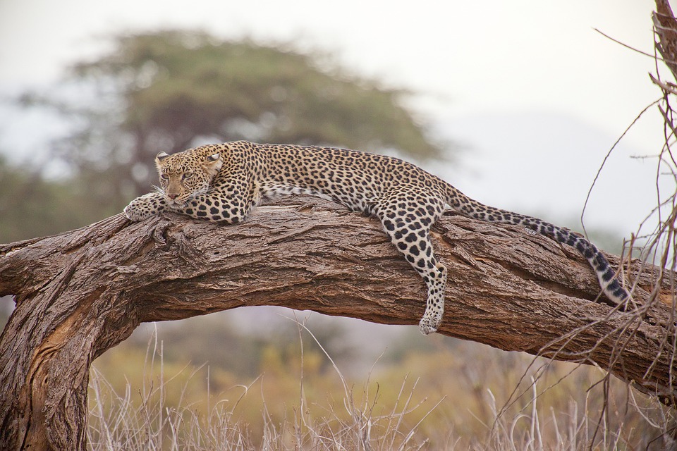 foto leoparda